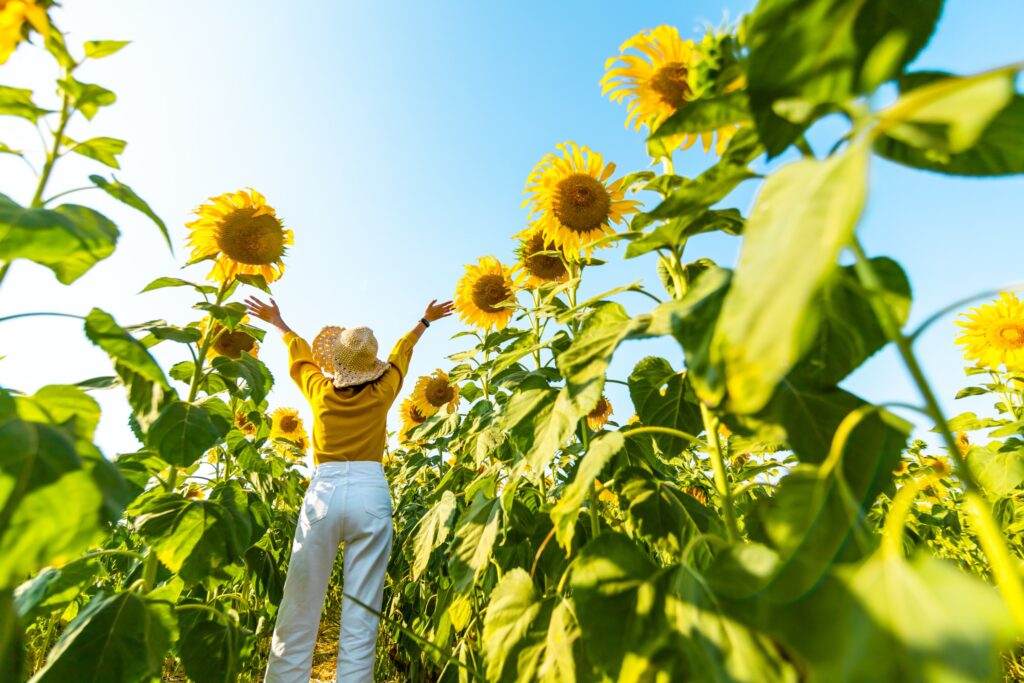 photo of field of summer sunflowers