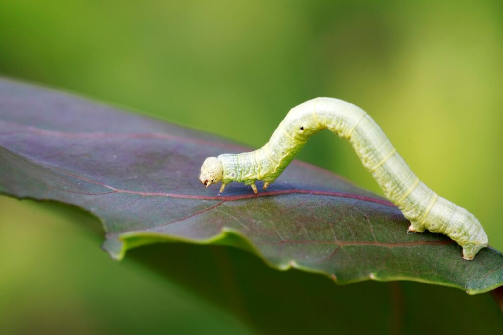 photo of inchworm on dark green leaf