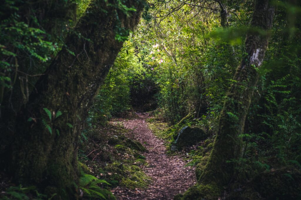 photo of a lush forest trail